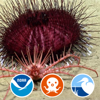 A single sea urchin and crab on the sea floor with logos for NOAA, Coastal Ecosystems Learning Centers, and Octonauts.