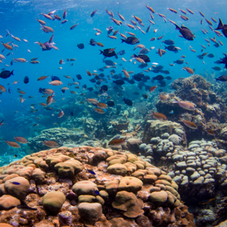 Fish swim above a coral reef in the Caribbean. 