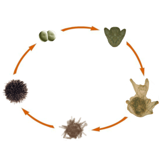 This diagram shows the life stages of sea urchins, it is a circular arrangement of 5 different urchins connected by arrow pointing clockwise. The life cycle begins with a 2-cell embryo, followed by the urchin larvae and then the late stage larva. After this stage, the diagram shows a juvenile urchin and finally, an adult urchin.