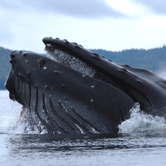  Humpback whale straining krill.