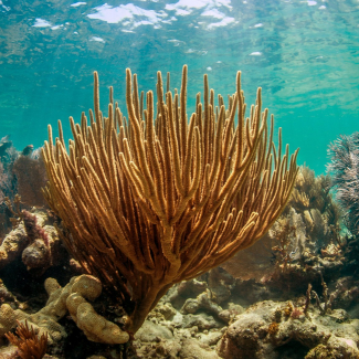 Coral reefs like this one in the Florida Keys National Marine Sanctuary buffer shorelines from wave action, storms, and erosion, and protect wetlands and harbors. 