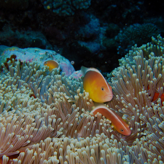 National Marine Sanctuary of American Samoa is home to the only true tropical reef in the National Marine Sanctuary System! Here in the reefs surrounding Aunu'u Island, a few pink anemonefish nestle into an anemone.