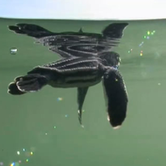 Pacific leatherback sea turtle hatchling.