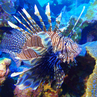 An invasive species, such as the lionfish, is an organism that causes ecological or economic harm in a new environment where it is not native.