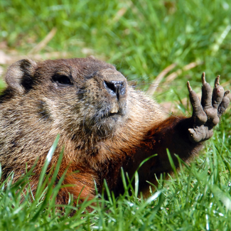 "Stop right there. I never said I had a degree in meteorology!" --  a unnamed groundhog after being questioned by a reporter about his seasonal forecasting skills.