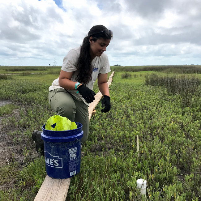 Nadya kneels on a narrow wooden sampling path that runs through the marsh and leans forward as if to retrieve something. She is wearing gloves and has a 5-gallon bucket on next to her that looks like it holds equipment. 