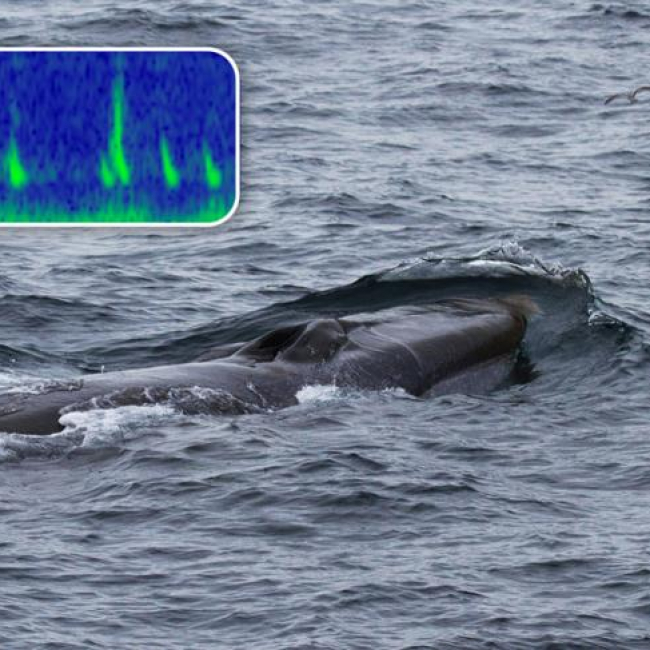 Fin whale and spectrogram of downsweep and backbeat calls