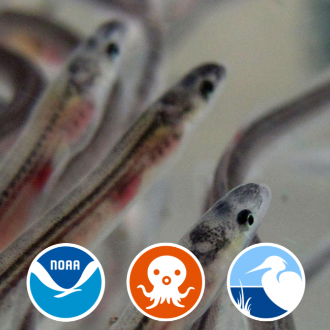 Three glass eels with logos for NOAA, Coastal Ecosystem Learning Centers, and Octonauts. 