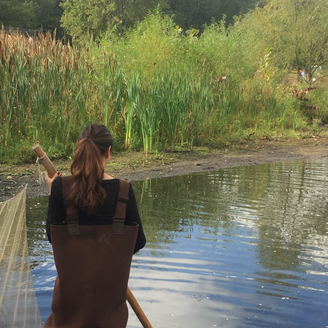 A student wearing hip waders holds a seining net while standing in a shallow pond.