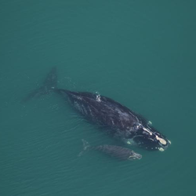 North Atlantic right whale Medusa and calf, taken under NOAA permit 20556-01.