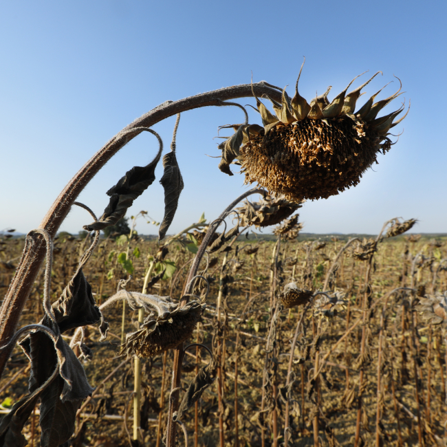 Drought destroyed sunflower crops near the Gardon river on August 10, 2022, in Anduze, France