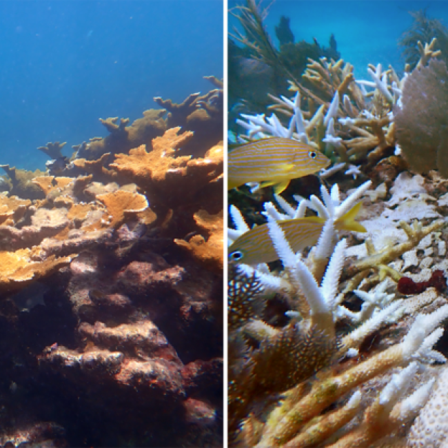 (left) Healthy elkhorn coral at Horseshoe Reef in the upper Florida Keys before last summer’s mass bleaching event. (right) Bleached wild and outplanted staghorn and brain corals at Sombrero Key Reef in the middle Florida Keys in the summer of 2023. 