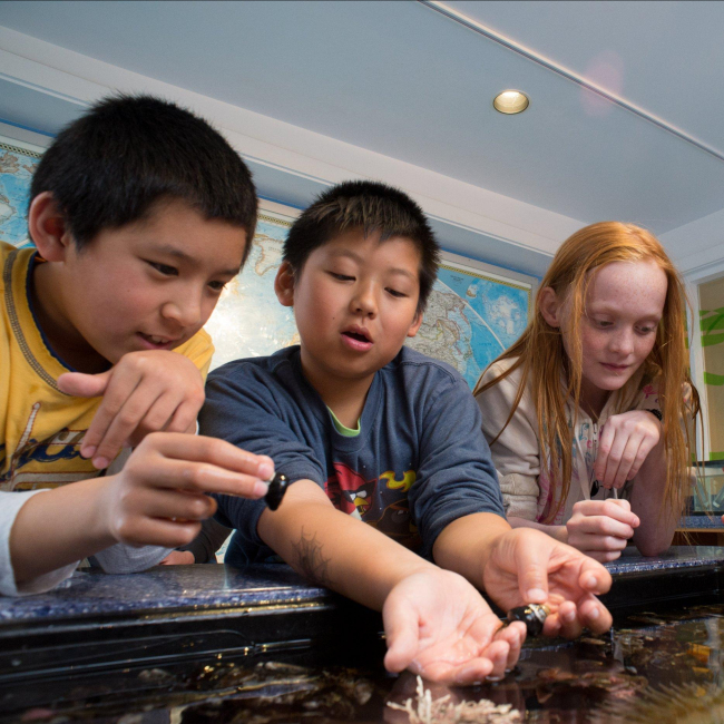 Four students reach their hands into a touch tank of marine intertidal organisms.