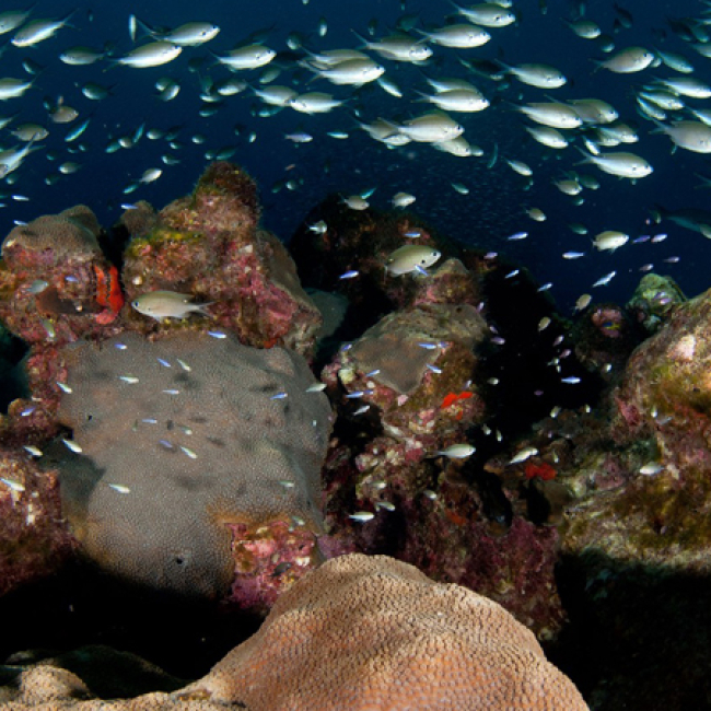 Brown chromis (Chromis multilineata) and other small reef fish swim over large boulders of Great Star Coral (Montastraea cavernosa) in Flower Garden Banks National Marine Sanctuary.
