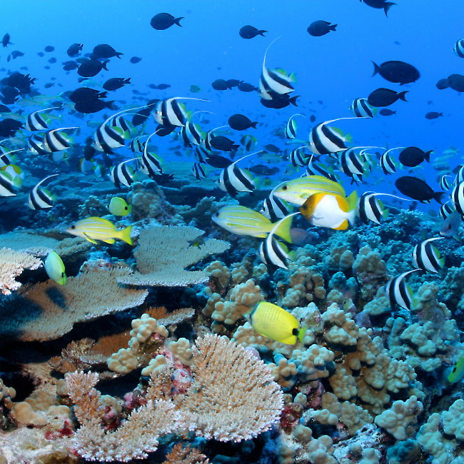 School in great numbers at Rapture Reef, French Frigate Shoals, Papahānaumokuākea National Marine Monument