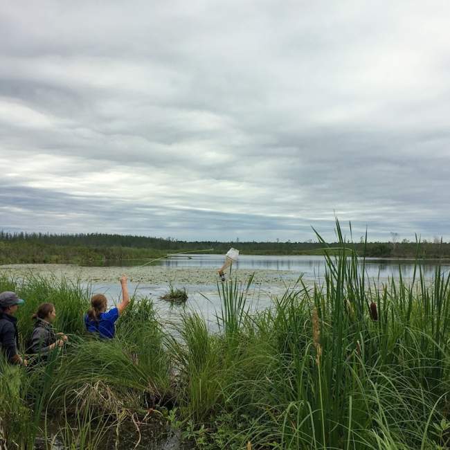 During the 2018 Rivers2Lake Summer Institute, Superior Middle School life science teacher Valerie Poynter (left) and Carlton High School biology teacher Katherine Nistler (right), accompanied by University of Minnesota, Duluth, Ph.D. student Kait Reinl (center), perform a plankton tow in the Bibon Slough in Port Wing, Wisconsin.