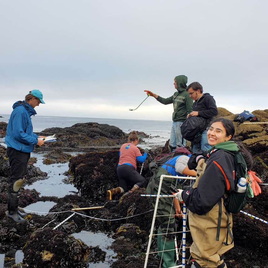 A group of people use transect tape and pipes marked at regular intervals to measure an intertidal area. It is rocky with pools of water and the lower portions of the rocks are covered in ocean vegetation as if they are frequently underwater. Sofia, dressed in warm weather sampling clothes and full waders, looks over her shoulder and grins for the camera. She holds a sampling quadrat.