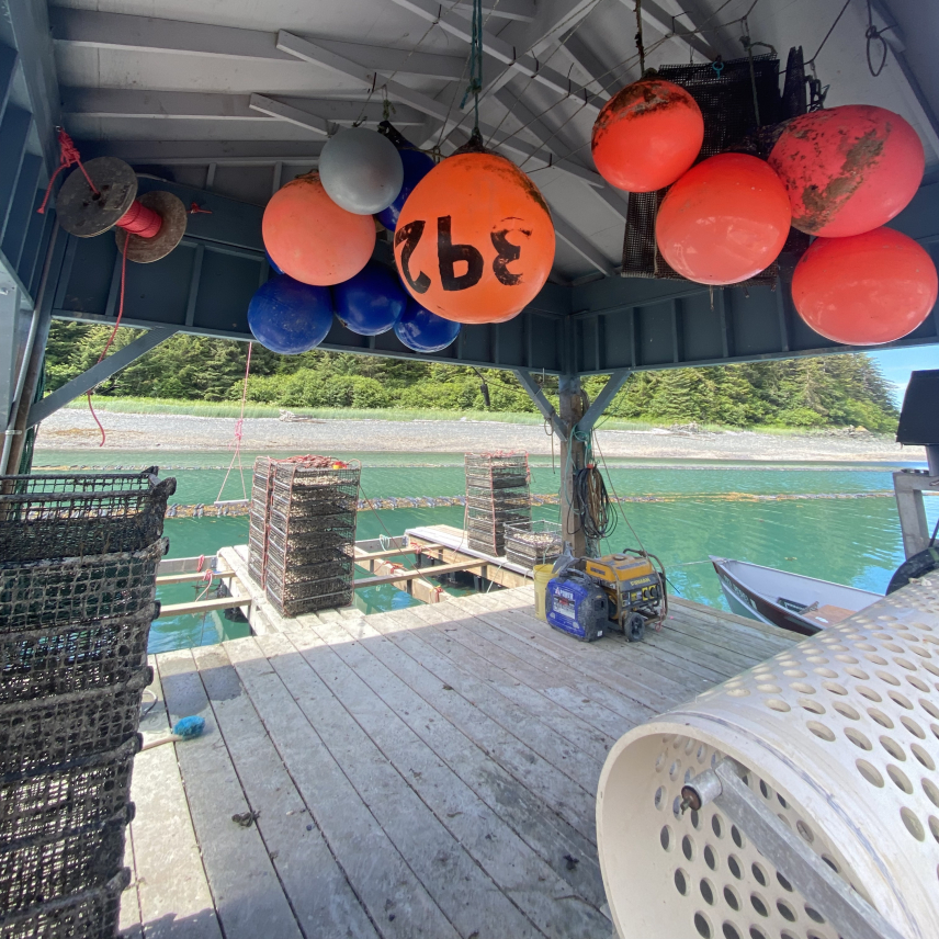 A view under a permanent open-air sheltered dock. Empty oyster cages and other oyster farming equipment are neatly stored and round buoys are hanging from the shelter ceiling.