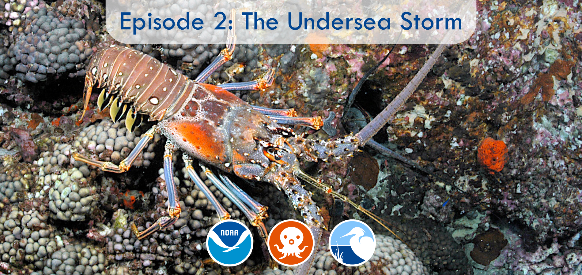 A Caribbean spiny lobster crawls along the ocean floor. The banner says "Episode 2: The Undersea Storm" and has the NOAA logo, the Octonauts logo, and the Coastal Ecosystem Learning Center (CELC) network logo.