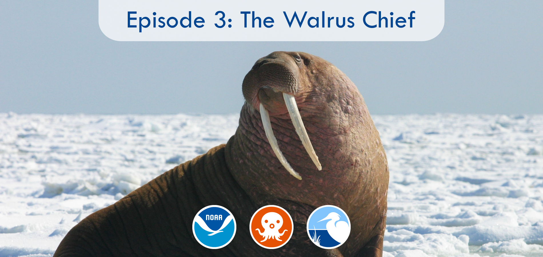 A walrus site on an icy landscape. The banner says "Episode 3: The Walrus Chief" and has the NOAA logo, the Octonauts logo, and the Coastal Ecosystem Learning Center (CELC) network logo.