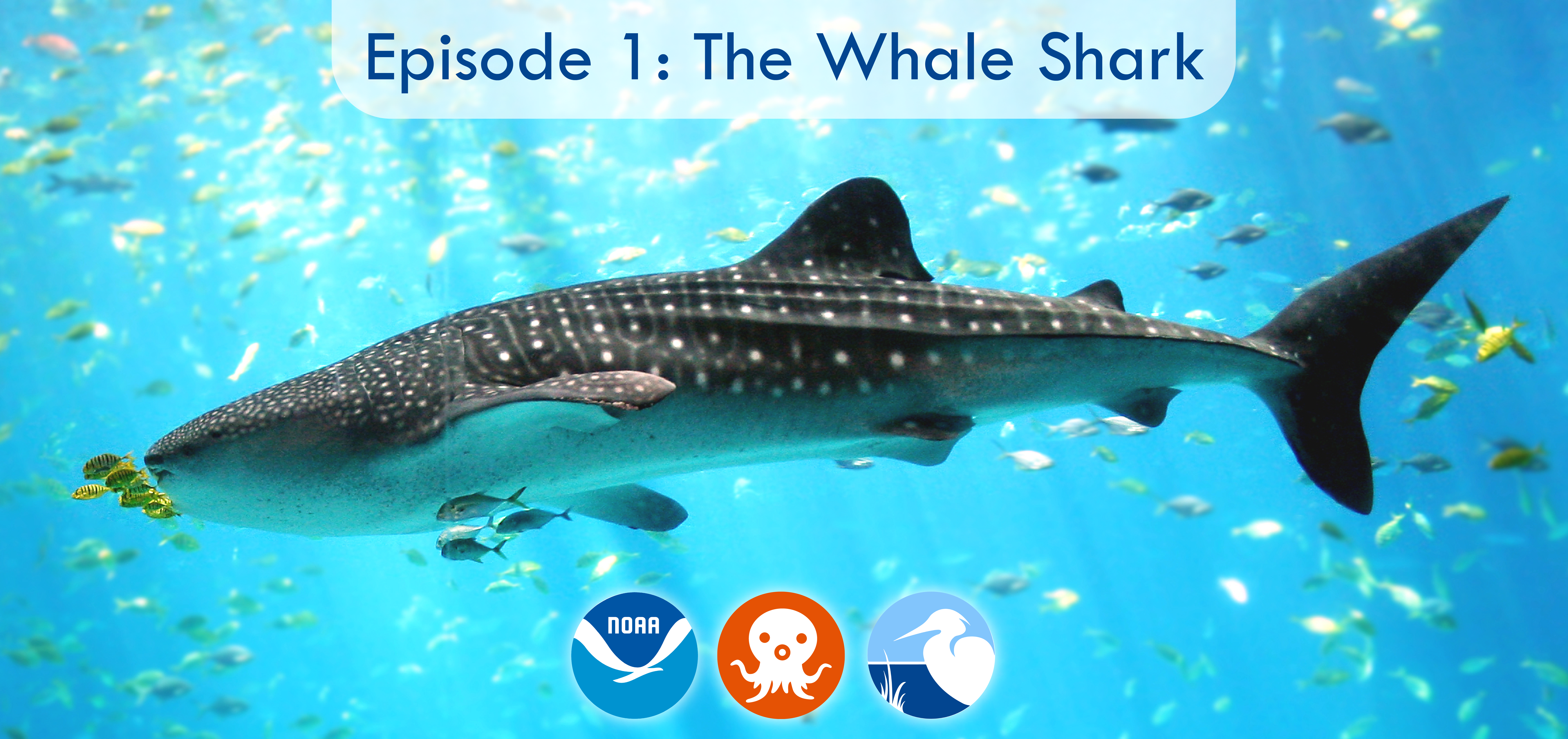 A whale shark swims amongst yellow fish. The banner says "Episode 1: The Whale Shark" and has the NOAA logo, the Octonauts logo, and the Coastal Ecosystem Learning Center (CELC) network logo.