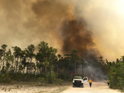 Fighting fire with fire. Fire crews conduct a burnout operation by setting fire to fuel between the edge of a Big Cypress fire and a control line to remove unburned fuel, which can help control the fire's intensity and reduce its spread. Big Cypress National Preserve, Florida 2017. Credit: NOAA.